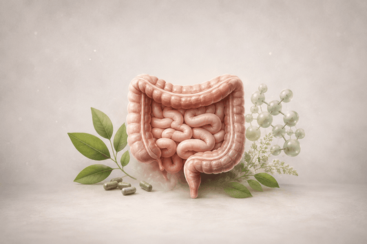 Leaky gut repair illustration with intestines, botanical herbs, and supplement capsules