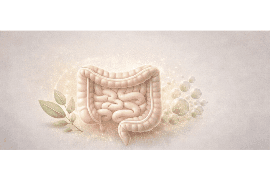 Digestive system illustration showing bloating, gut imbalance, and causes of bloating naturally
