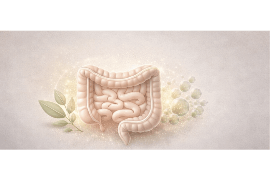 Illustrated human gut surrounded by herbs and natural ingredients on a soft beige background