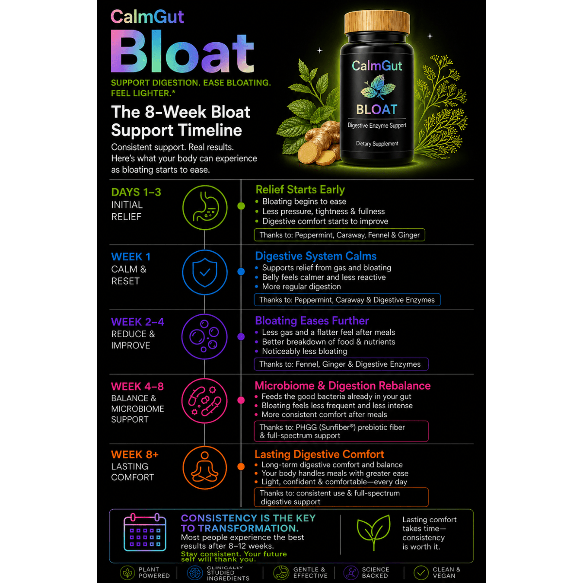 CalmGut Bloat 8-week digestive support timeline — bloating relief from days 1-3 through week 8+